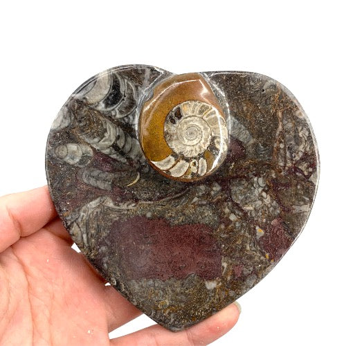 Orthoceras Fossil Heart Bowl