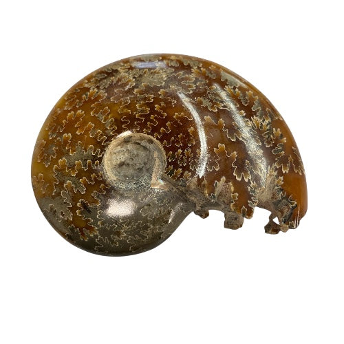 Ammonite Specimen with Tentacles