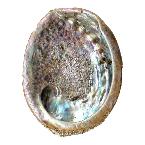 Abalone Shell