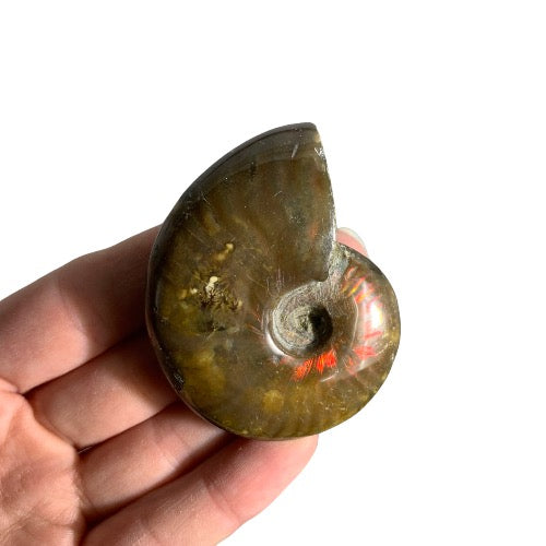 Opalized Ammonite Fossil