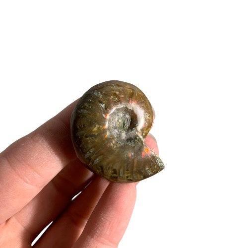 ammonite 2