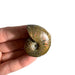 ammonite 3